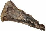Dinosaur (Edmontosarus?) Limb Bone End - Wyoming #233832-3